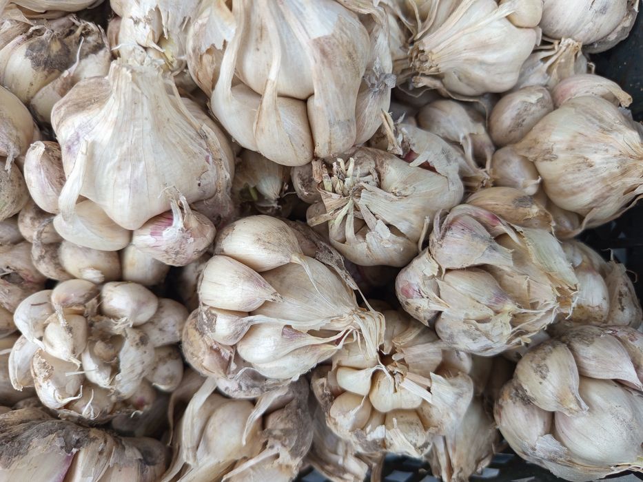 Насінєвий  безстрілковий часник (сорт Месідор)