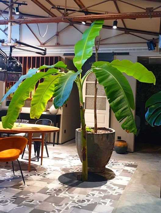 Planta Tropical - Bananeira