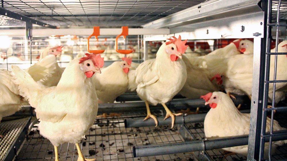 Продажа курки несучки ломан сенді