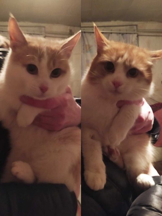 Котик добрим відповідальним людям