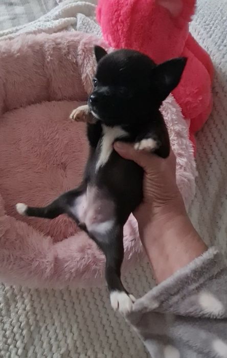 Chiuhahua femea lindissima