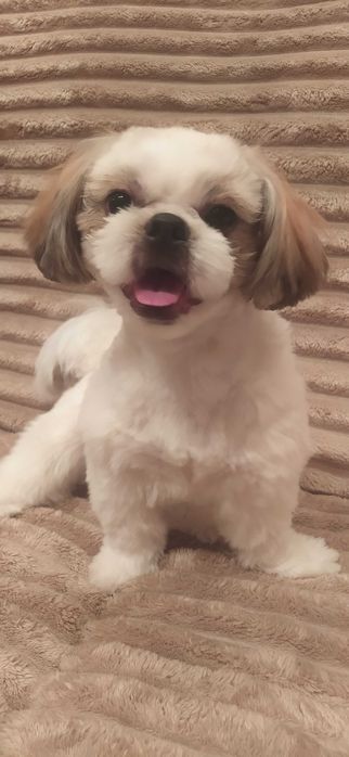 Шітцу шукає даму серця ) для вязки