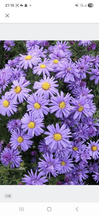 Aster Marcinek niska odmiana duże sadzonki