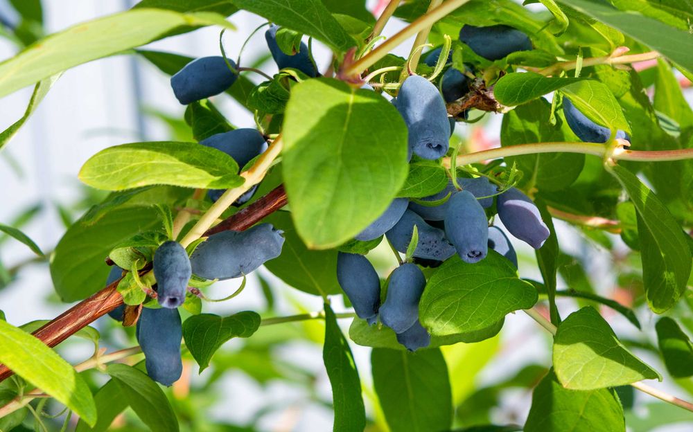Jagoda Kamczacka Duże Sadzonki 10 Odmian ! Owocujące