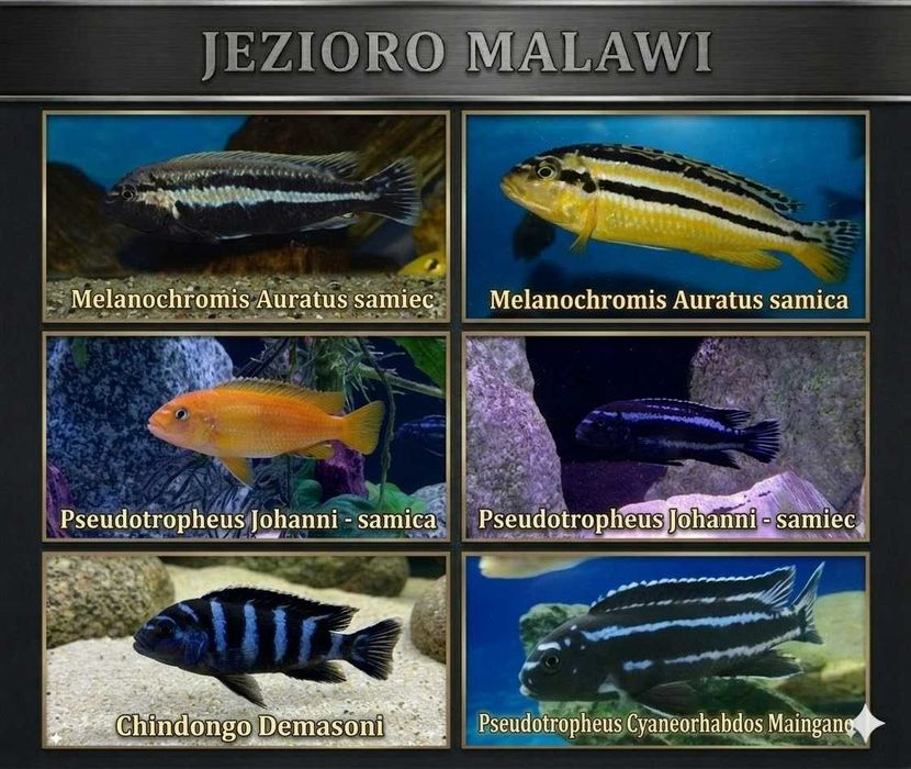 Pyszczaki jezioro Malawi Hodowla Pyszczaków Toruń, Tanganika, Wiktoria