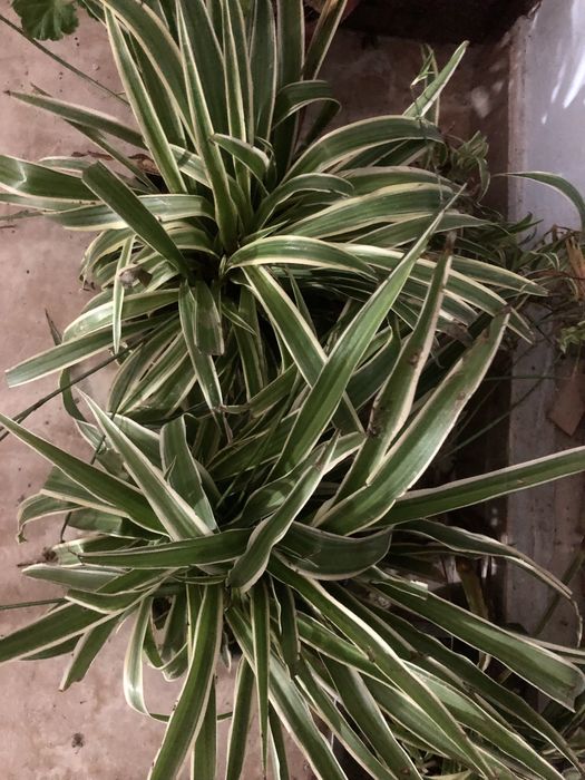 Хлорофітум кущик d. 50 см 90 грн