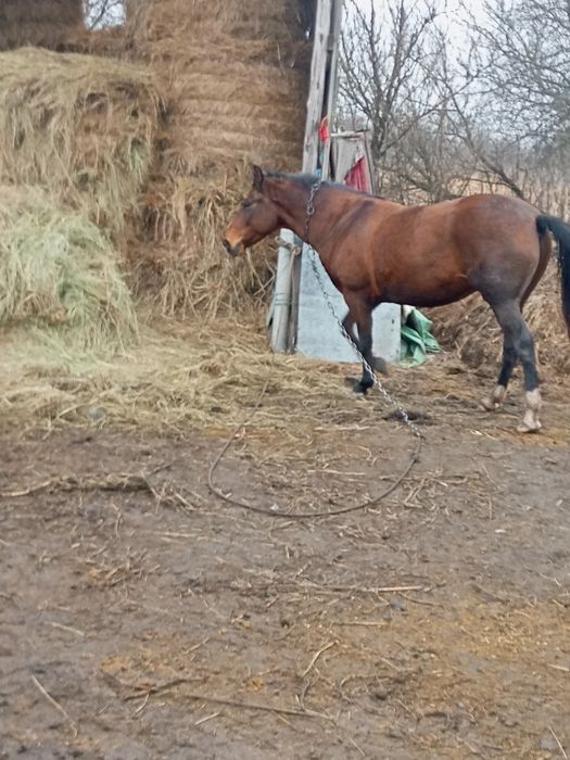 Продам кобилу вісім років молода гарна