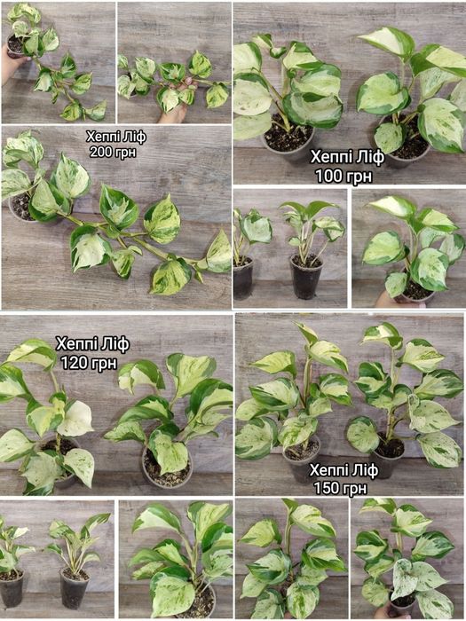 Продам сциндапсуси, епіпремнуми, пінатуми