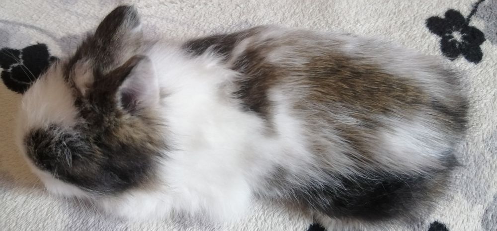 Декоративні (міні) кролики дівчатка