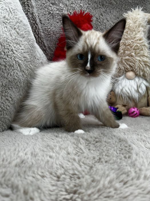 Kot Ragdoll Wyprawka Rodowód Badania Genetyczne