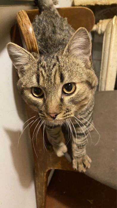 Котик 5-6 месяцев