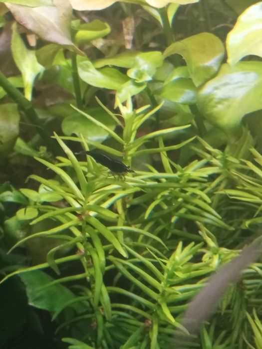 Krewetki mix  do akwarium.