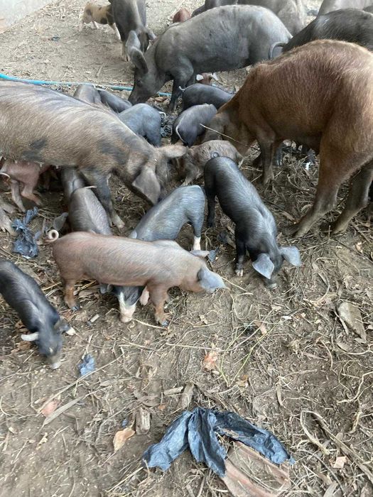 Vende-se Leitões Pretos