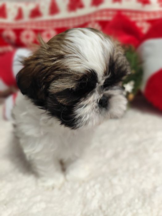 Shih-tzu  Axel  piesek tricolor