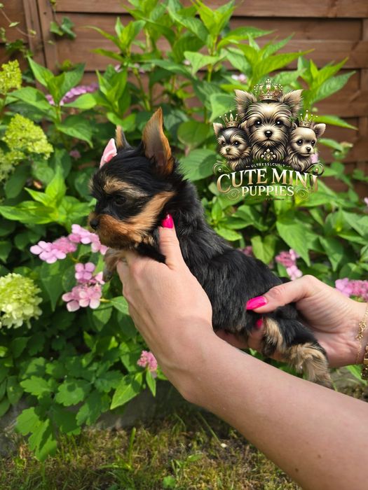 Gotowa do odbioru! Piękna dama Yorkshire terrier black and tan
