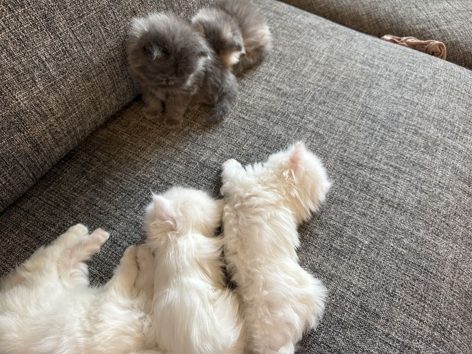 Gato persa fofas