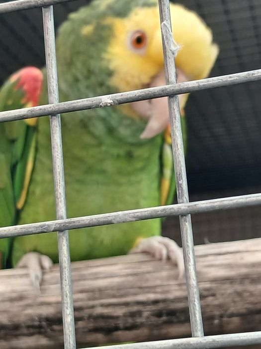 Papagaios oratrix  criados pelos pais