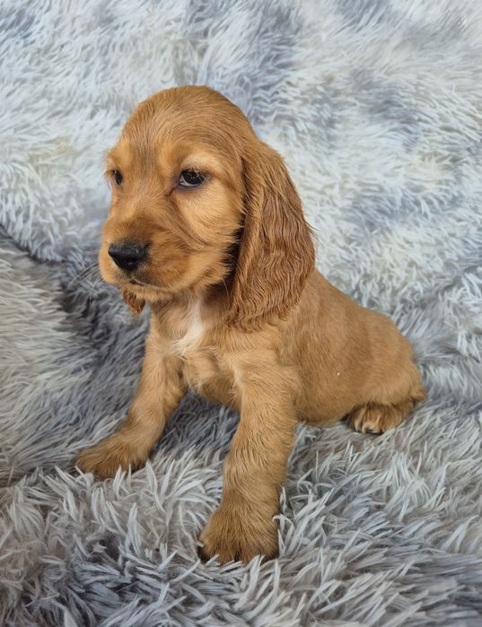 Cocker spaniel suczka 4