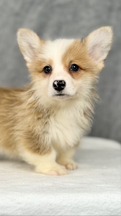 Piesek Welsh Corgi Pembroke ZKWP/FCI rudy krótki ogon po championie