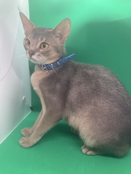Абиссинский котик