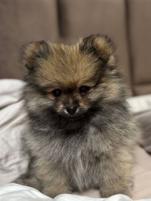 Ексклюзивні померанські дітки