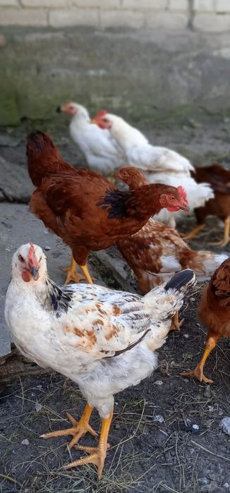 Продам домашних курчат