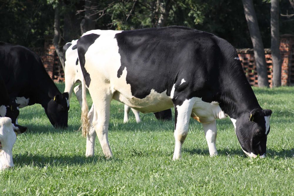 Jałowice hodowlane wysokocielne