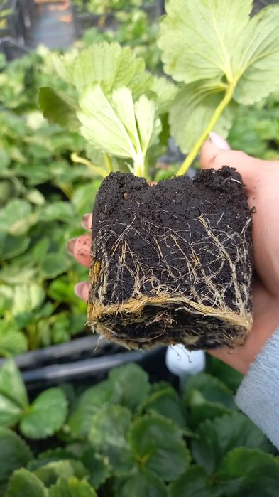 Полуниця(вуса) різних термінів дозрівання