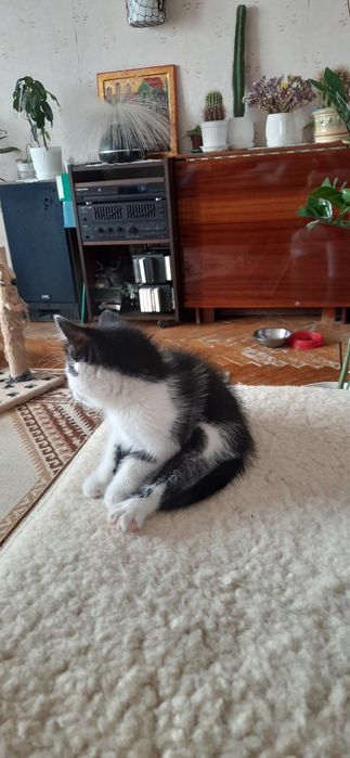 Котик, кошення, безкоштовно