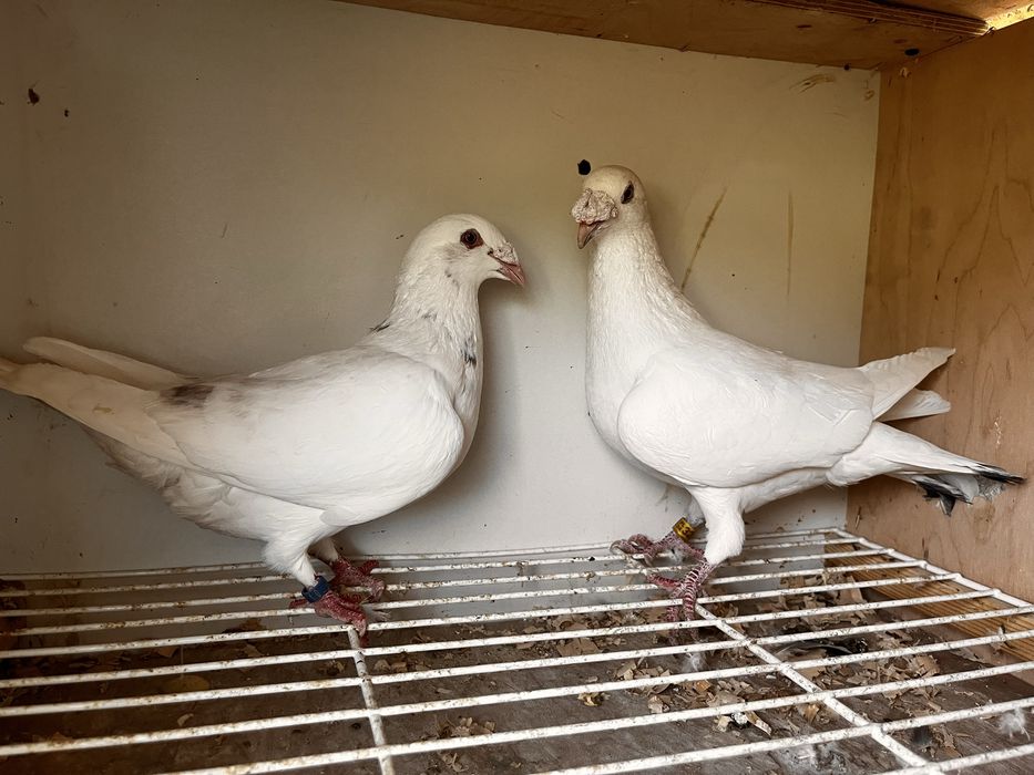 Gołębie staropolskie