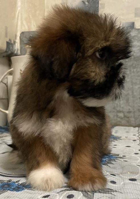 Гарний хлопчик ши тцу + пудель