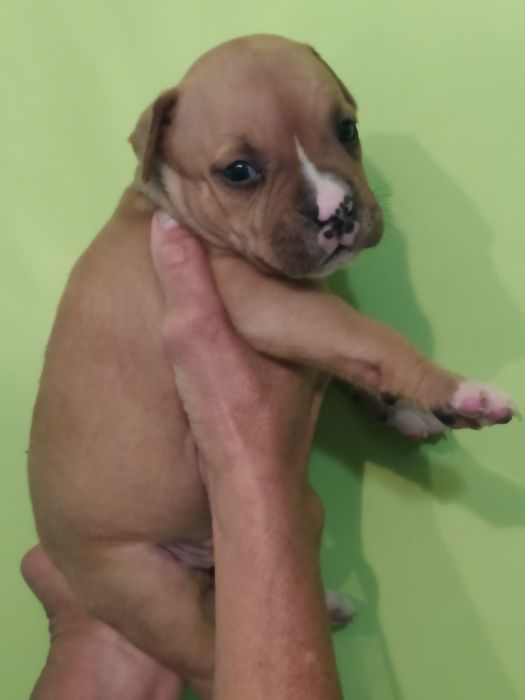 Amstaff suczka Rodowód ZKWP FCI Zapraszamy do rezerwacji