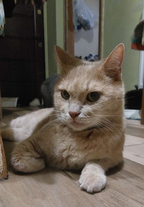 Мартін. Неймовірно хороший котик