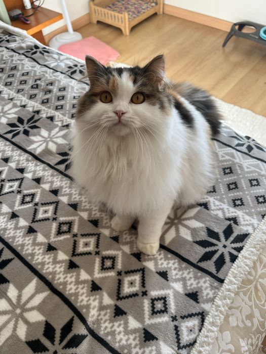 Fêmea Haighland straight/