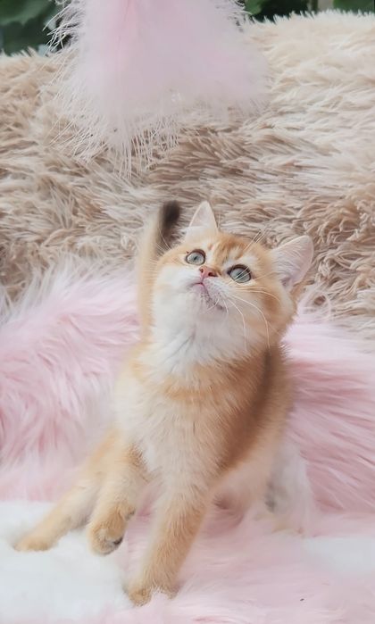 Шотландське кошеня золота шиншила