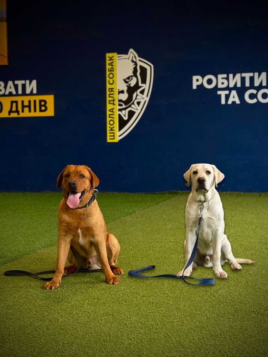Школа Дресирування виховання Собак Одеса з проживанням Кінолог
