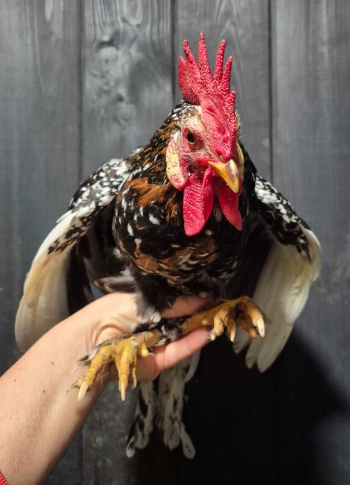 Бентамки півні півень для невеликих курочок кольорові яйця