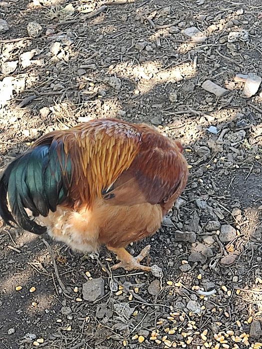 Vendo capoes criados no campo com alimentação á base de sobras de comida verduras e milho.