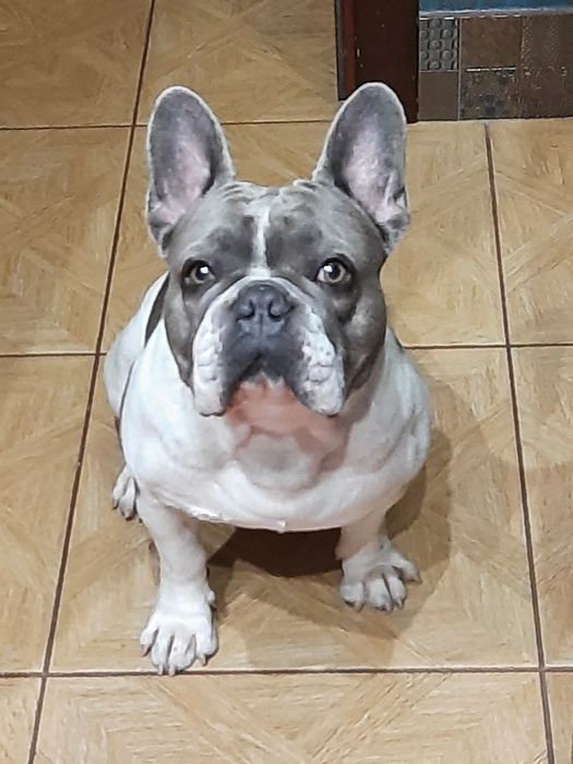 ВЯЗКА Французский Бульдог!!!