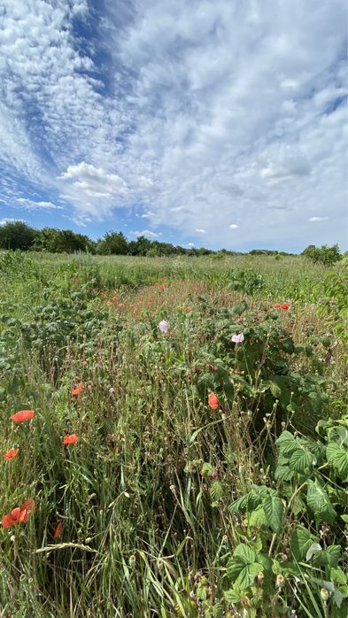 Мазанка + Ділянка 51сот. біля води, Обухів р-н. с. Красне Перше