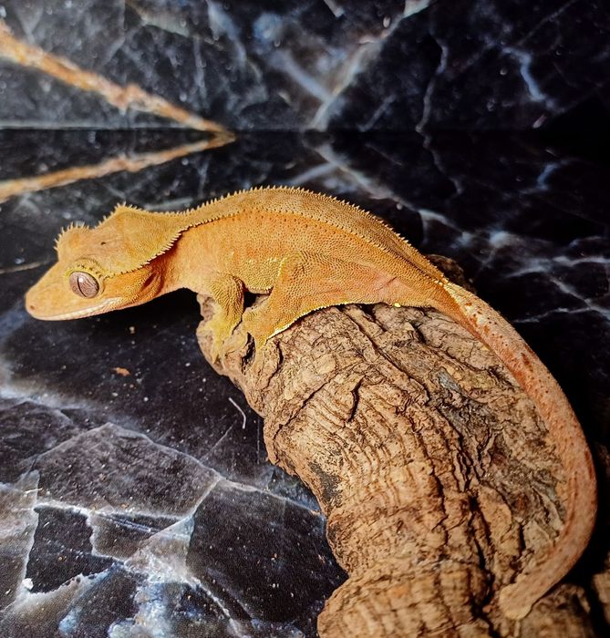 Gekon orzęsiony samica