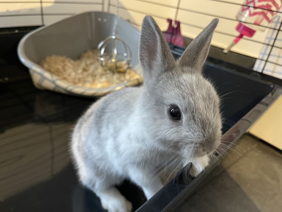 Coelho toy fêmea super sociável