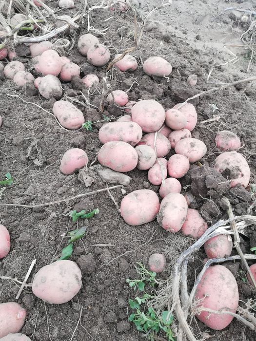 Ziemniaki Quenn Anne, Oberon z dowozem