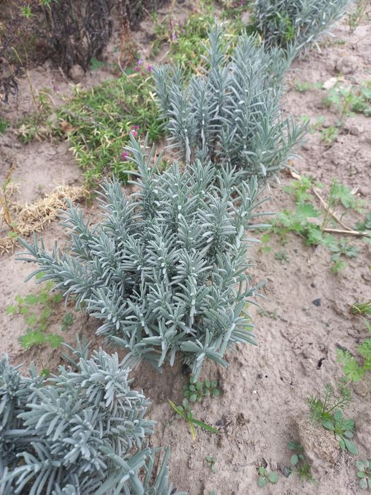 Лаванда фіолетова