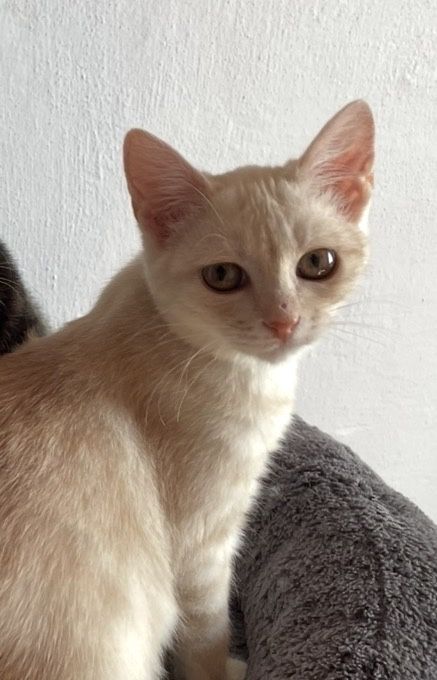 Котенок девочка в добрые , ответственые руки.