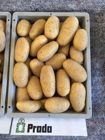 Елітне насіння картоплі , відправка поштою від 5 кг. Більше 25 сортів