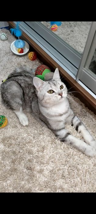 Серебристый мраморный мальчик.Скоттиш страйт.