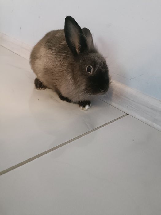 Króliki miniaturki