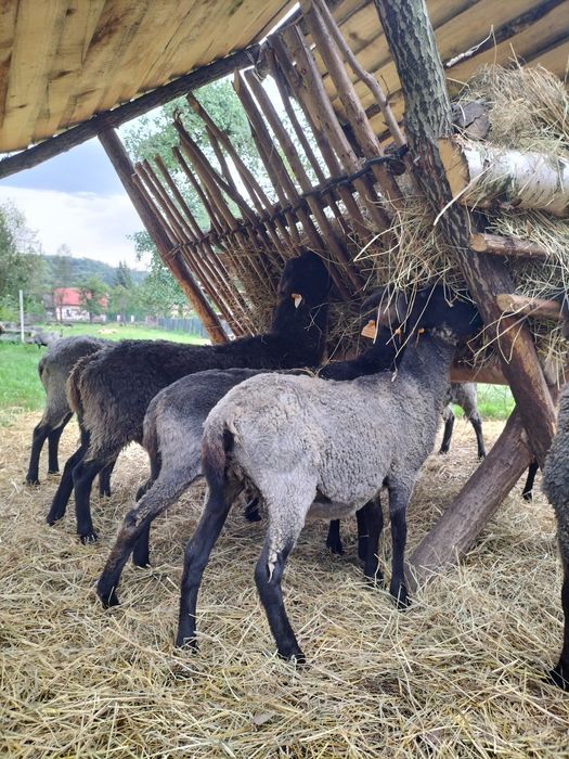 JAGNIĘTA WRZOSÓWKI OWCE, jagnięcina tuszki