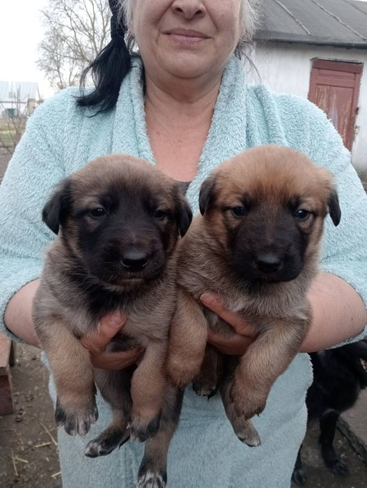 Цуценята вівчарки метис